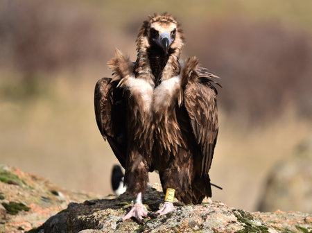 Griffon Vulture (Gyps fulvus) on a rockの写真素材