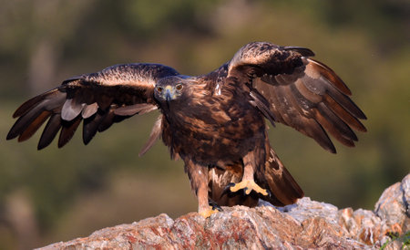 White-tailed Eagle (Haliaeetus albicilla)の写真素材