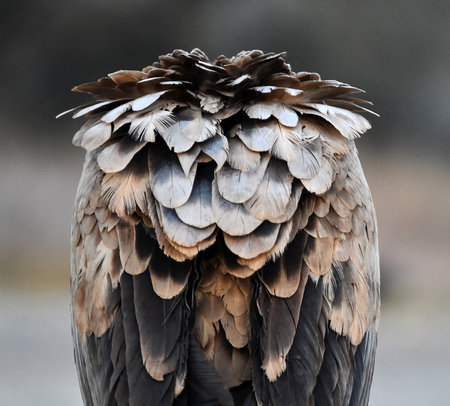 Griffon Vulture (Gyps fulvus) headの写真素材