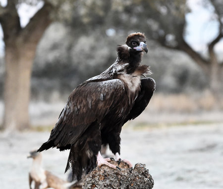 Griffon vulture, Gyps fulvus, single bird on rockの写真素材