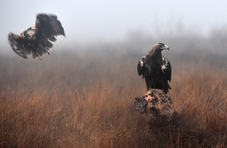 Imperial eagle