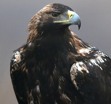A majestic imperial eagle in spain
