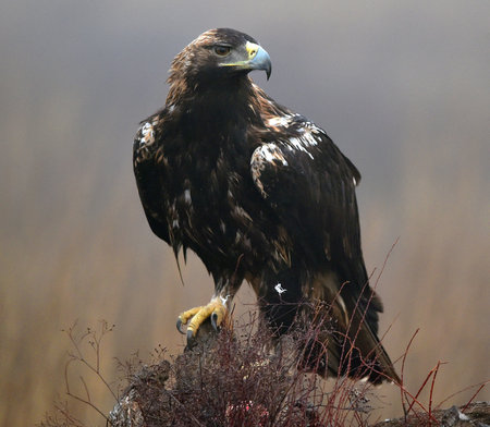 imperial eagle in spain