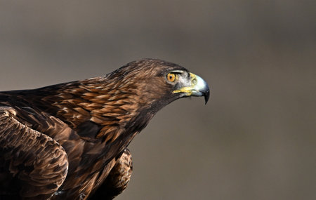 Golden Eagle, Aquila chrysaetos, single bird head shot, Warwickshireの写真素材