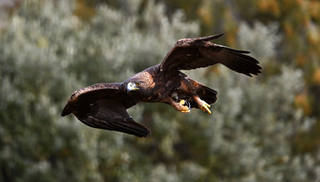 White-tailed eagle (Haliaeetus albicilla)