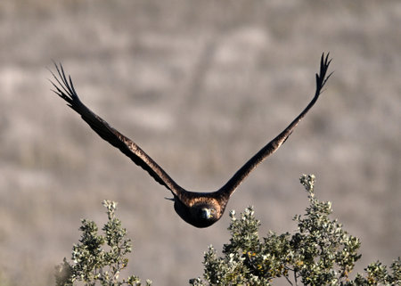 White-backed vulture (Aquila monachus) in flight