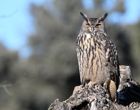 Eurasian Eagle Owl (Bubo bubo) perched on a treeの写真素材
