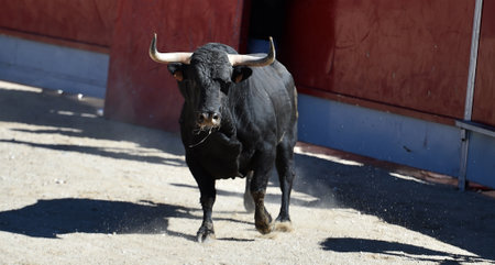 spanish bull with big horns on traditional spectacle of bullfight in spainの写真素材