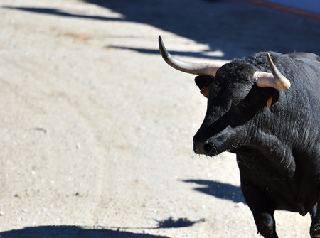 spanish black bull with big horns on traditional spectacle of bullfightの写真素材