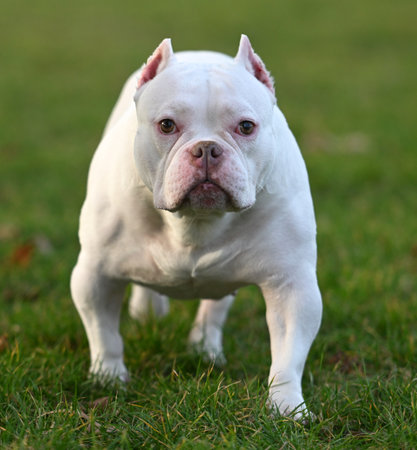 White bulldog standing in the grass looking at the camera.の写真素材