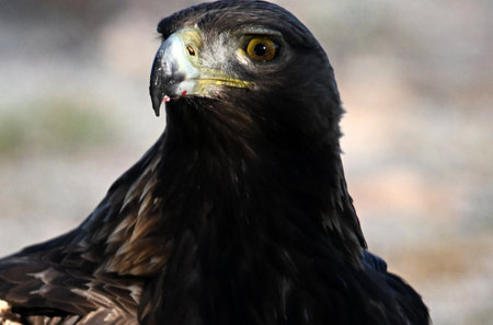 Close-up of a Golden Eagle (Aquila chrysaetos)