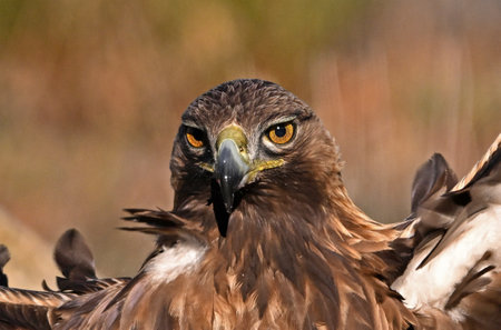 Golden Eagle, Aquila chrysaetos, single bird head shot, South Africa
