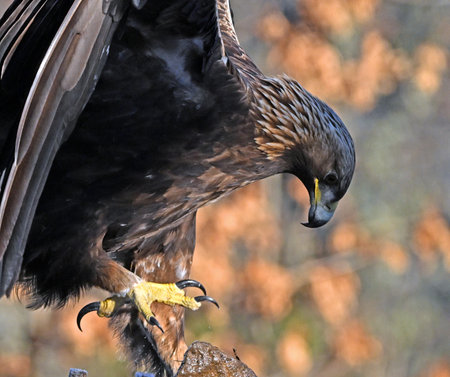 White-tailed Eagle (Haliaeetus albicilla)