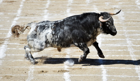 spanish black bull running on the bullring in a traditional spectacle of bullfight