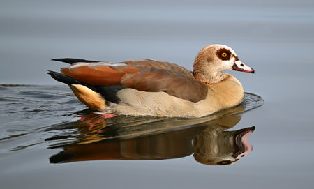 Egyptian Goose (Alopochen aegyptiacus)の写真素材