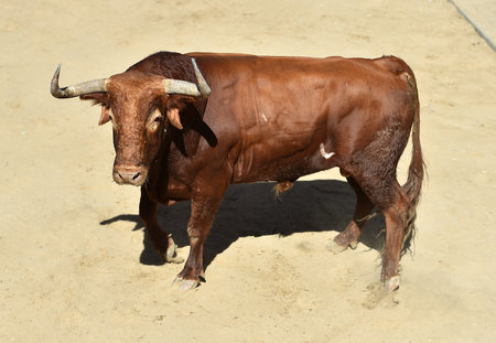 Bull on the traditional spectacle of bullfight in Spain, Spainの写真素材
