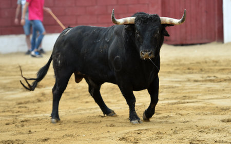 spanish black bull with big horns on traditional spectacle of bullfightの写真素材
