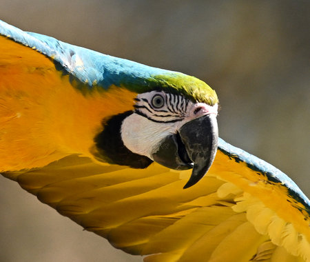 Ara ararauna, also known as the blue-and-yellow macawの写真素材