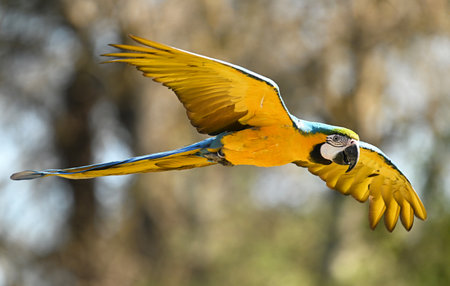 Blue-and-yellow macaw (Ara ararauna) flying