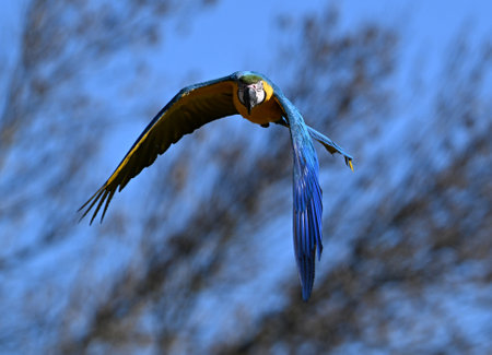 Blue-and-yellow macaw (Ara ararauna) in flightの写真素材