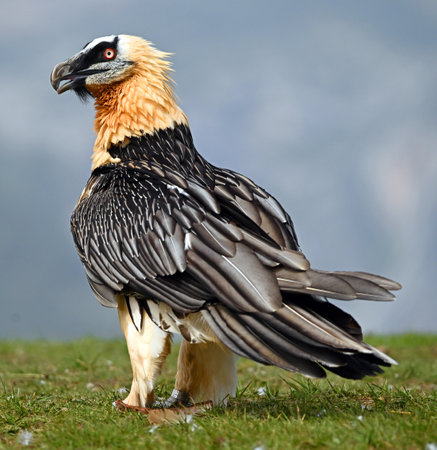 Egyptian Vulture (Gypaetus pelagicus)の写真素材