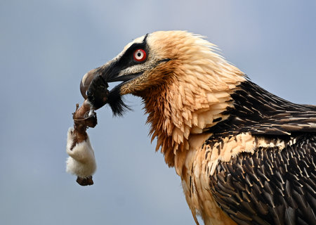 Egyptian Vulture with a prey