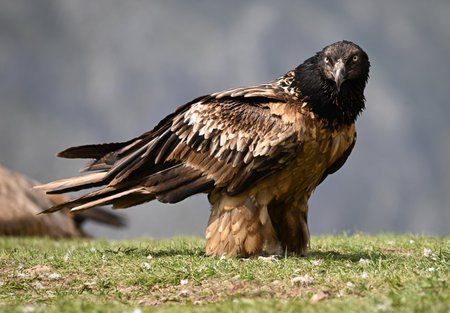 Griffon vulture (Aquila griffonii)