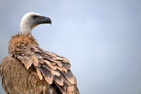 Griffon Vulture (Gyps fulvus) portraitの写真素材