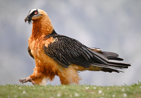 majestic bearded vulture in spainの写真素材