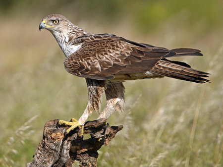 Common buzzard, Buteo buteo, single bird on branch, South Africaの写真素材