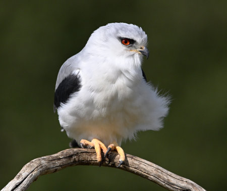 White-backed Kite (Rufous-backed Kite)