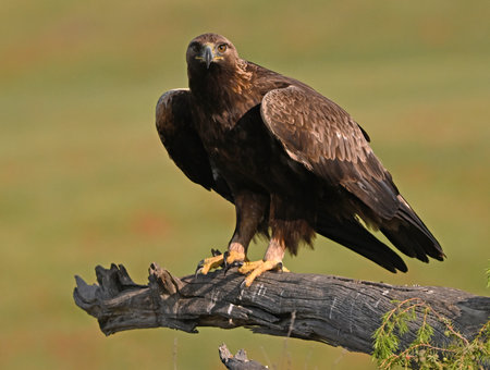 White-tailed Eagle (Haliaeetus albicilla)