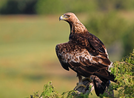 a majestic golden eagle in spain