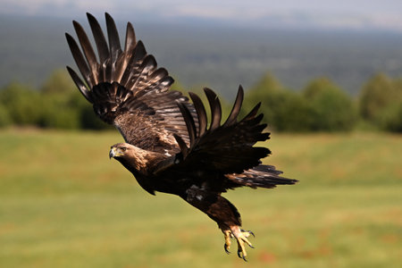 White-tailed eagle (Haliaeetus albicilla)の写真素材