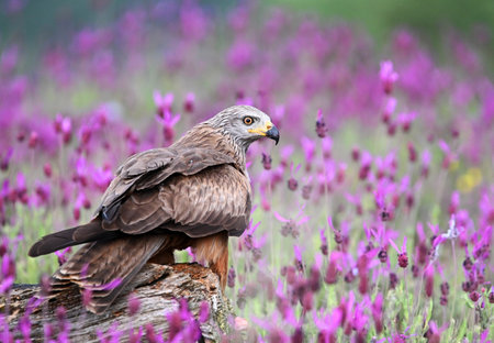 Red kite (Milvus milvus) perched on a tree trunk with purple flowers in the backgroundの写真素材