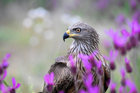 Red kite, Milvus milvus, single bird on lavender, Walesの写真素材