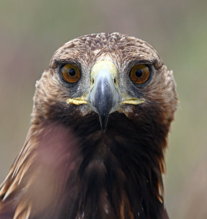 Close-up portrait of a Golden Eagle (Aquila chrysaetos)