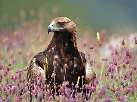 White-tailed Eagle (Aquila chrysaetos)