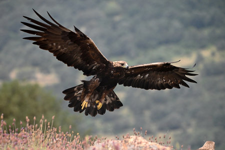 White-tailed Eagle (Haliaeetus albicilla)
