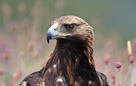 Golden Eagle, Aquila chrysaetos, single bird head shot, Warwickshire