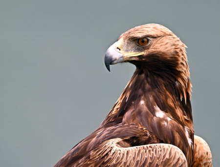 Portrait of a Golden Eagle (Aquila chrysaetos)の写真素材