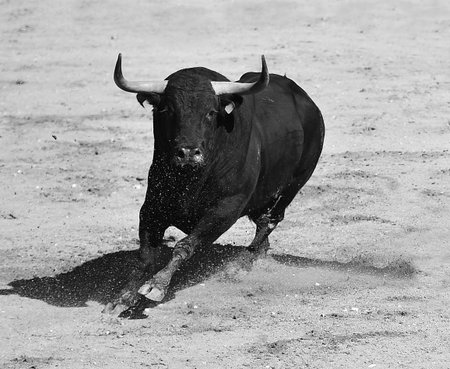 spanish black bull with big horns on traditional spectacle of bullfightの写真素材