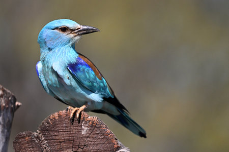 Lilac-breasted roller (Coracias caudatus)の写真素材