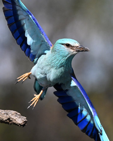 Lilac-breasted Roller (Coracias caudatus)の写真素材