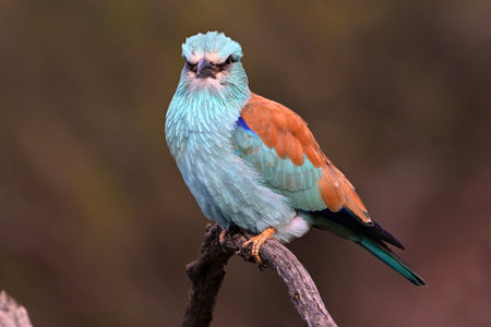 Chestnut-breasted Roller (Coracias caudatus)