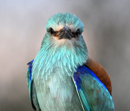 Close-up portrait of a Blue-breasted Roller (Coracias caudatus)