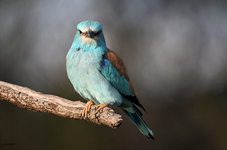 Lilac-breasted Roller (Coracias caudatus)