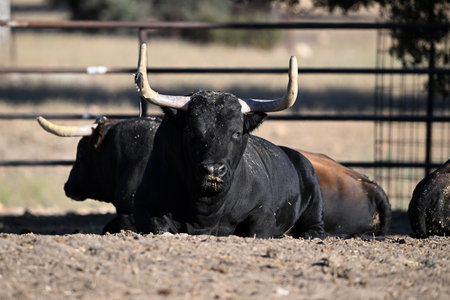 black bull with big horns in a corralの写真素材