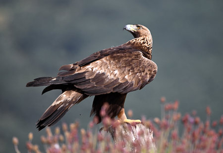 White-tailed Eagle (Haliaeetus albicilla)