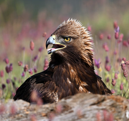 White-tailed Eagle (Aquila chrysaetos)